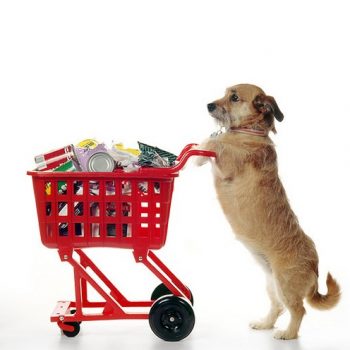 طراحی سایت فروشگاه پت شاپ